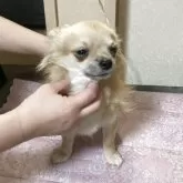 チワワ(ロング)【千葉県・男の子・2025年3月18日・フォーン ブラック】の写真12