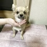 チワワ(ロング)【千葉県・男の子・2025年3月18日・フォーン ブラック】の写真13