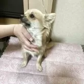 チワワ(ロング)【千葉県・男の子・2025年3月18日・フォーン ブラック】の写真14