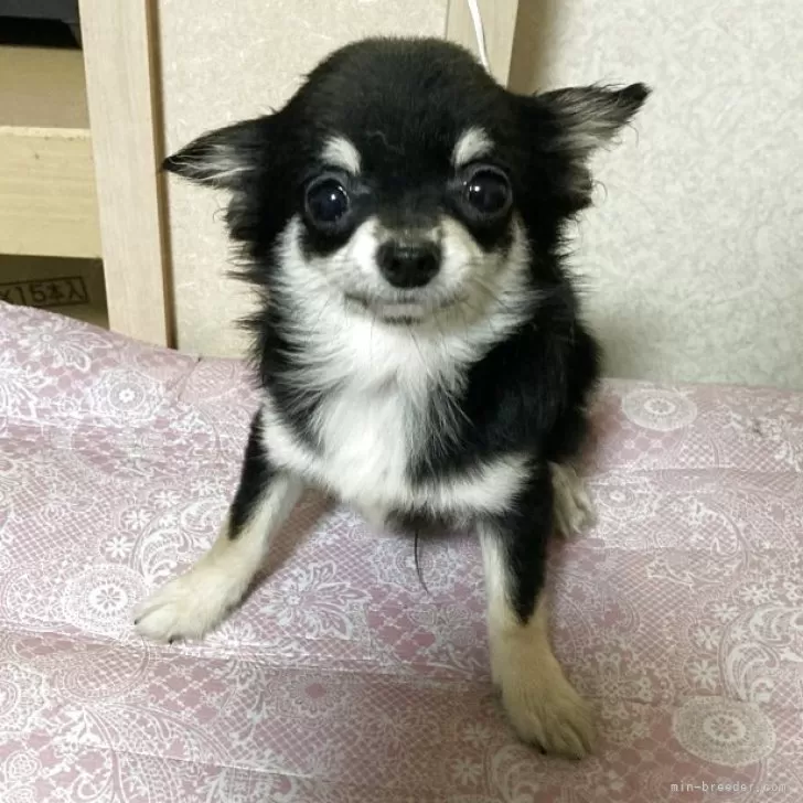 チワワ(ロング)【千葉県・男の子・2025年5月27日・ブラックタン ホワイト】の写真1