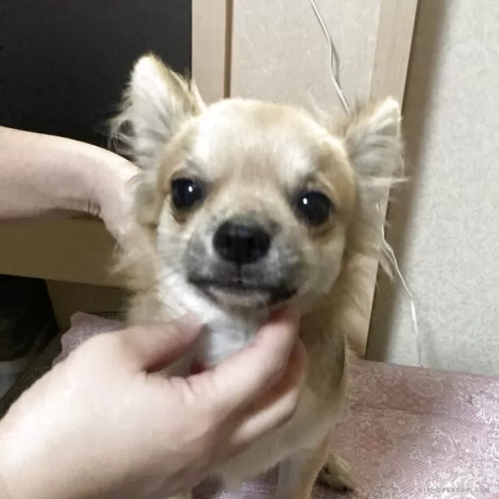 チワワ(ロング)【千葉県・男の子・2025年3月18日・フォーン ブラック】の写真1「チェリーアイ手術は埋込法ではなく切除法で行ったためにキレイに目が開いております」