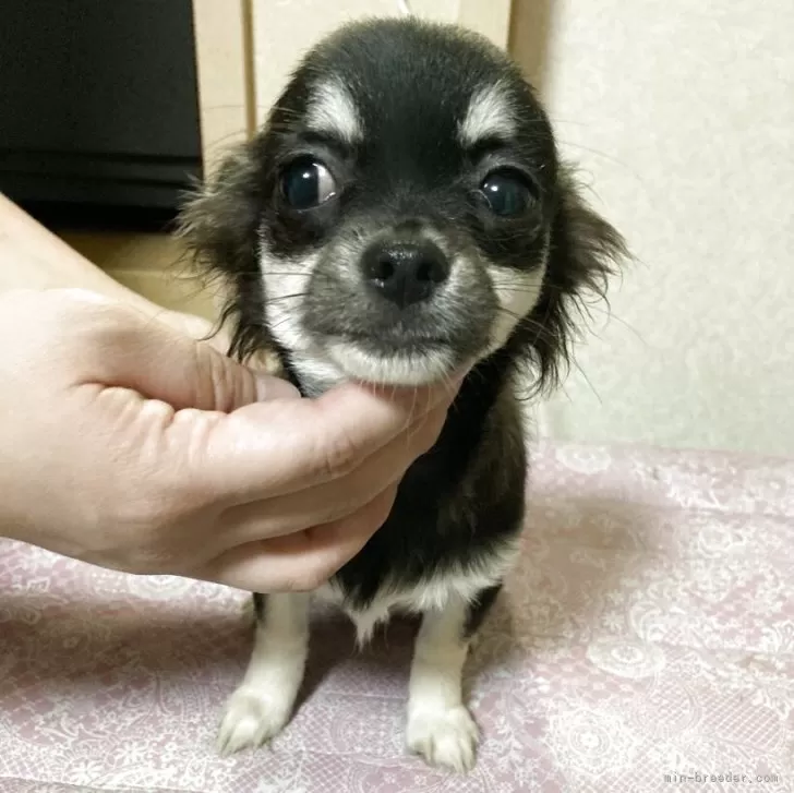 チワワ(ロング)【千葉県・女の子・2025年7月28日・ブラックタン ホワイト】の写真1
