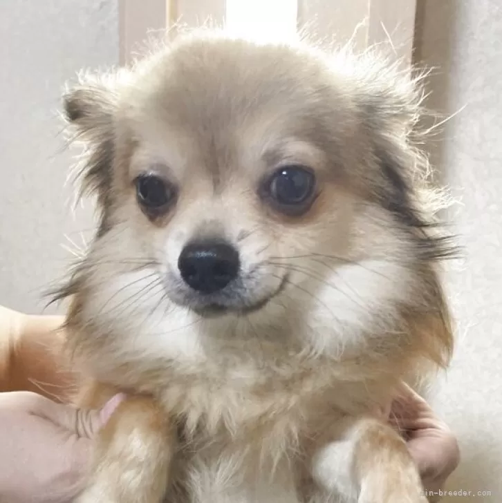 ID：2502-02603の子犬