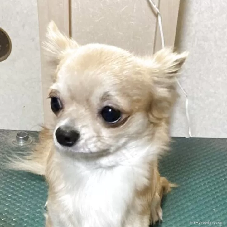 kaoru 様のお迎えした子犬