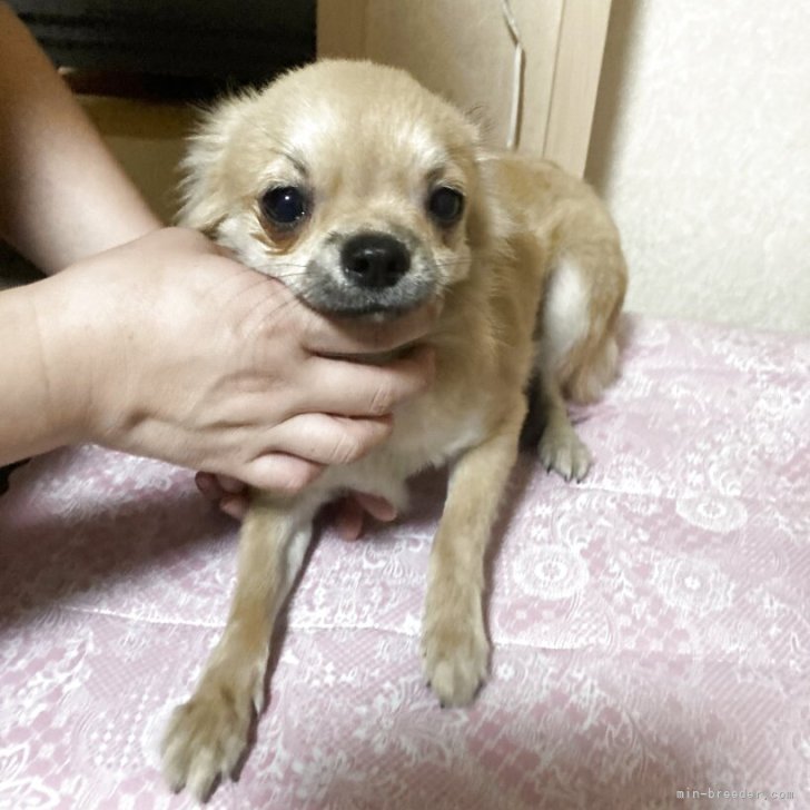 ブリーダー画像