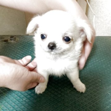 チワワ(ロング)【千葉県・男の子・2025年7月28日・ホワイト クリーム】の写真「小さくて可愛い男の子です」