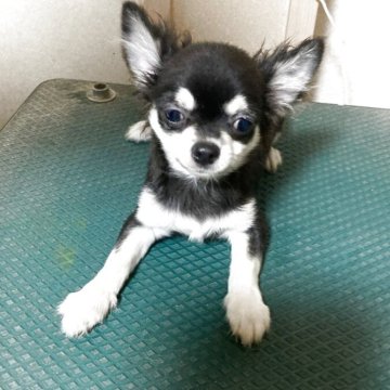 チワワ(ロング)【千葉県・男の子・2025年5月27日・ブラックタン ホワイト】の写真「普通サイズよりやや小柄」