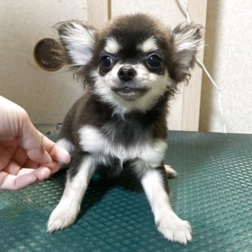 チワワ(ロング)【千葉県・女の子・2025年5月27日・ブラックタン チョコレートタン】の写真「小柄な女の子」