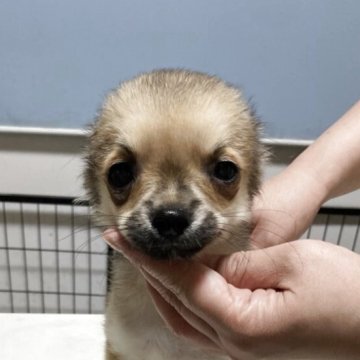 チワワ(ロング)【千葉県・男の子・2025年3月18日・フォーン ブラック】の写真「普通サイズで飼いやすい子」
