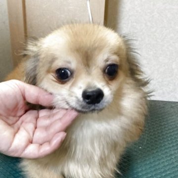 チワワ(ロング)【千葉県・男の子・2024年12月10日・フォーン ブラック】の写真「コロコロしてます」