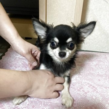チワワ(ロング)【千葉県・男の子・2025年5月27日・ブラックタン ホワイト】の写真「普通サイズよりやや小柄」
