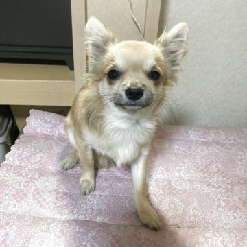 チワワ(ロング)【千葉県・男の子・2025年3月18日・フォーン ブラック】の写真「お調子者の男の子」