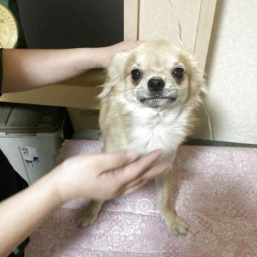 チワワ(ロング)【千葉県・男の子・2025年3月18日・フォーン ブラック】の写真「きょうだい一番の大柄」