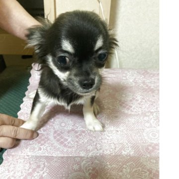 チワワ(ロング)【千葉県・女の子・2025年7月28日・ブラックタン ホワイト】の写真「唯一の女の子。とても元気です」