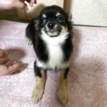 チワワ(ロング)【千葉県・女の子・2025年5月27日・ブラックタン ホワイト】の写真「可愛い女の子。末っ子です」