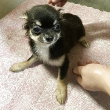チワワ(ロング)【千葉県・女の子・2025年5月27日・ブラックタン ホワイト】の写真「可愛い女の子。末っ子です」