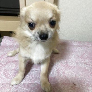 チワワ(ロング)【千葉県・男の子・2025年3月18日・フォーン ブラック】の写真「小柄で耳の大きな男の子」