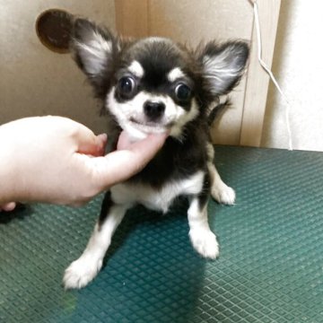 チワワ(ロング)【千葉県・男の子・2025年5月27日・ブラックタン ホワイト】の写真「普通サイズよりやや小柄」
