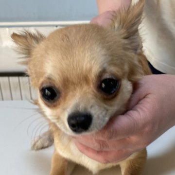 チワワ(ロング)【千葉県・男の子・2024年8月5日・フォーン】の写真「ちょっと小柄で甘えん坊さん」