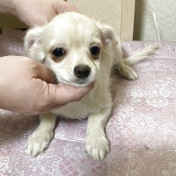 チワワ(ロング)【千葉県・男の子・2025年7月28日・ホワイト クリーム】の写真「きょうだい一番の大柄。モコモコしてます」