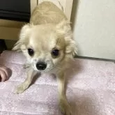 チワワ(ロング)