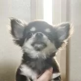 チワワ(ロング)