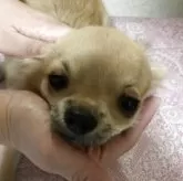 チワワ(ロング)