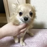 チワワ(ロング)