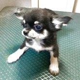 チワワ(ロング)