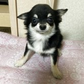 チワワ(ロング)