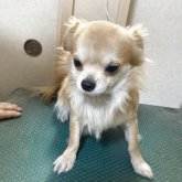 チワワ(ロング)