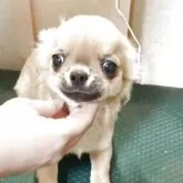 チワワ(ロング)