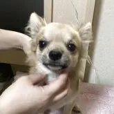 チワワ(ロング)