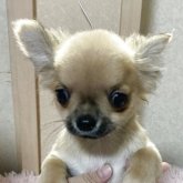 チワワ(ロング)