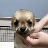 チワワ(ロング)