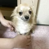 チワワ(ロング)