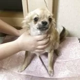 チワワ(ロング)