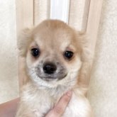 チワワ(ロング)