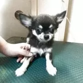 チワワ(ロング)