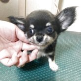 チワワ(ロング)