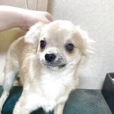 チワワ(ロング)