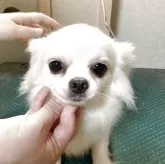 チワワ(ロング)