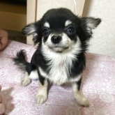 チワワ(ロング)