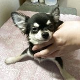 チワワ(ロング)