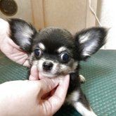 チワワ(ロング)