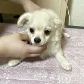 チワワ(ロング)