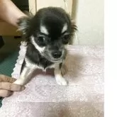 チワワ(ロング)