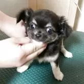 チワワ(ロング)