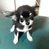 チワワ(ロング)