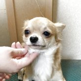 チワワ(ロング)